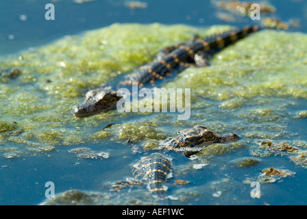 Baby American alligatori rettili immaturo capretti alligator mississippiensis Foto Stock