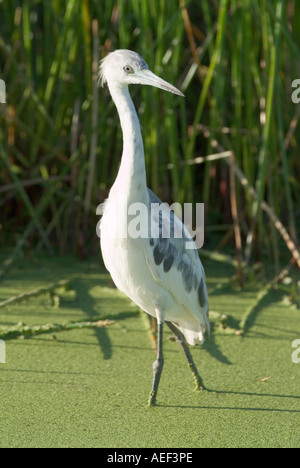 Giovane poco airone cenerino Egretta caerulea inizio a molt immaturi muta giovanile gli uccelli delle zone umide Foto Stock
