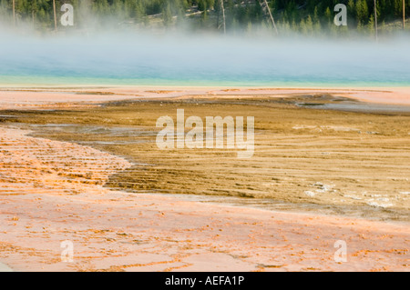 Mammoth Hot Sprint, il Parco Nazionale di Yellowstone Foto Stock