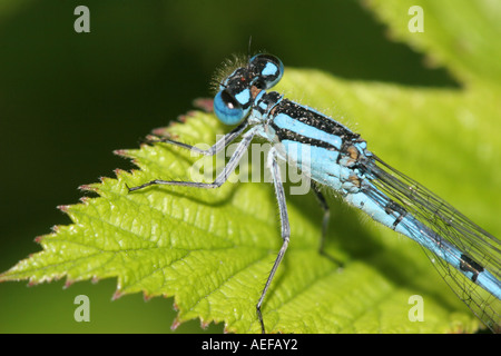 Comune Damselfly blu Enallagma cyathigerum sulla lamina Foto Stock