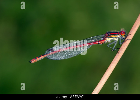 Rosso Grande Damselfly Pyrrhosoma nymphula Sharnberry Teesdale Contea di Durham Foto Stock