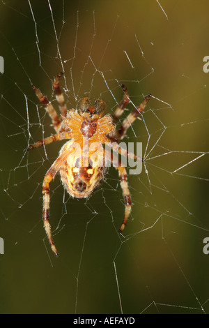 Vista parte inferiore di un giardino Spider Araneus diadematus sul Web Foto Stock