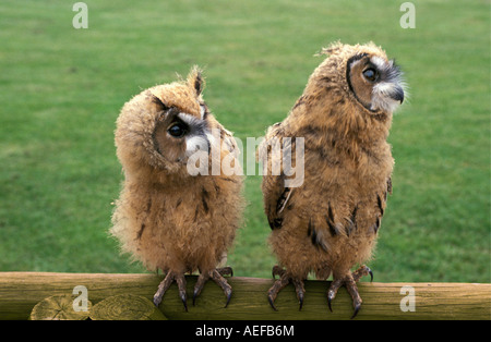 Gran Bretagna, Crow, Nuova Foresta Owl Santuario, Longeared Owl, Asio Otis Foto Stock