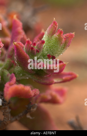 Macro Close-up di multi-colore di tipo di piante succulente. Steytlerville, Karoo, Capo orientale, Sud Africa Foto Stock