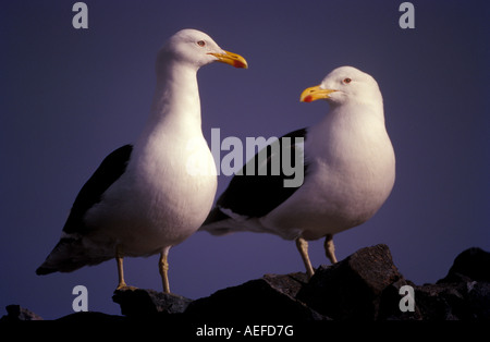 Kelp gulls Larus dominicanus Antartide Foto Stock