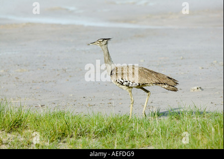 Kori Bustard Ardeotis kori camminando lungo il bordo della Etoshas salina Foto Stock