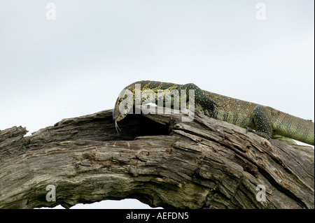 Monitor del Nilo Lizard Foto Stock