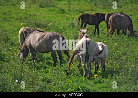 Maialino da latte foal Foto Stock