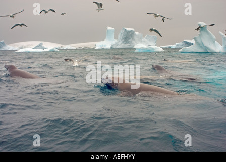 Foche crabeater Lobodon carcinophaga pinguini gentoo e gabbiani che si nutrono di una scuola di krill nelle acque al largo dell'Antartico occidentale Foto Stock