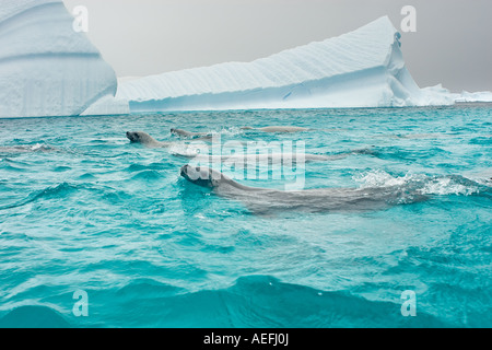 Le guarnizioni crabeater Lobodon carcinophaga alimentazione su una scuola di krill nelle acque a ovest della penisola antartica Antartide Foto Stock