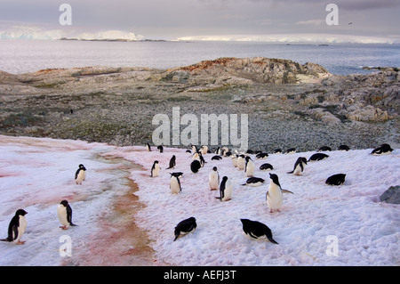 Adelie penguin Pygoscelis adeliae colony lungo la western Penisola Antartica Antartide Oceano Meridionale Foto Stock