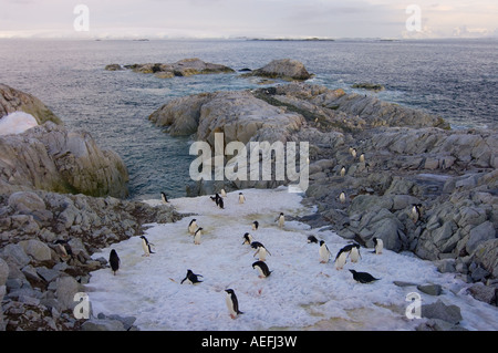 Adelie penguin Pygoscelis adeliae colony lungo la western Penisola Antartica Antartide Oceano Meridionale Foto Stock