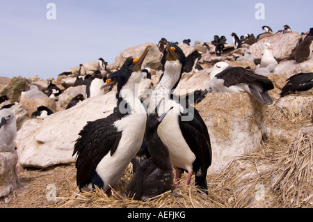 Il cormorano Phalacrocorax atriceps o blue eyed shags con ceci su nest nuova isola Isole Falkland Isole a sud dell'Oceano Atlantico Foto Stock