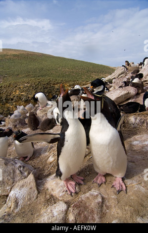 Maccheroni penguins Eudyptes chrysolophus sulla nuova isola Isole Falkland Isole a sud dell'Oceano Atlantico Foto Stock