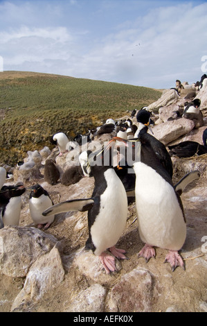 Maccheroni penguins Eudyptes chrysolophus sulla nuova isola Isole Falkland Isole a sud dell'Oceano Atlantico Foto Stock