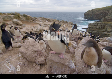 Maccheroni penguin Eudyptes chrysolophus con ceci su nuova isola Isole Falkland Isole a sud dell'Oceano Atlantico Foto Stock