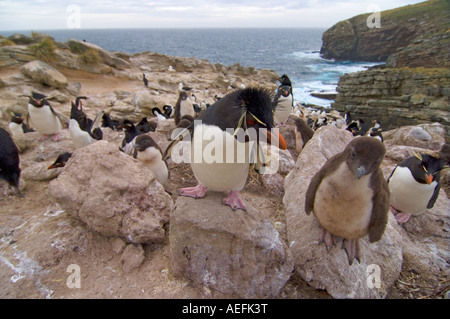 Maccheroni penguin Eudyptes chrysolophus con ceci su nuova isola Isole Falkland Isole a sud dell'Oceano Atlantico Foto Stock