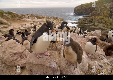 Maccheroni penguin Eudyptes chrysolophus con ceci su nuova isola Isole Falkland Isole a sud dell'Oceano Atlantico Foto Stock