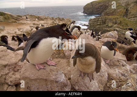 Maccheroni penguin Eudyptes chrysolophus con ceci su nuova isola Isole Falkland Isole a sud dell'Oceano Atlantico Foto Stock