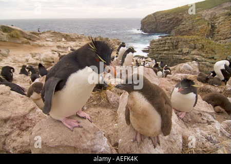 Maccheroni penguin Eudyptes chrysolophus con ceci su nuova isola Isole Falkland Isole a sud dell'Oceano Atlantico Foto Stock