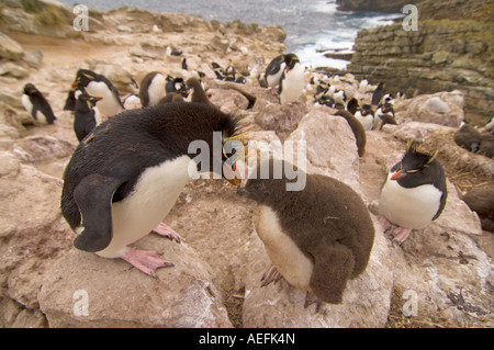 Maccheroni penguin Eudyptes chrysolophus con ceci su nuova isola Isole Falkland Isole a sud dell'Oceano Atlantico Foto Stock