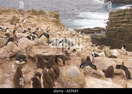 Maccheroni penguins Eudyptes chrysolophus black browed albatross Diomedea melanophris e il cormorano Phalacrocorax atriceps Foto Stock