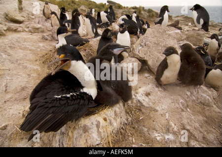 Maccheroni penguins Eudyptes chrysolophus e il cormorano Phalacrocorax atriceps sulla nuova isola nelle isole Falkland Foto Stock