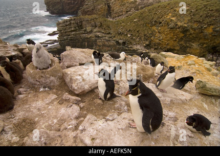 Maccheroni penguins Eudyptes chrysolophus e nero browed albatross Diomedea melanophris sulla nuova isola Foto Stock