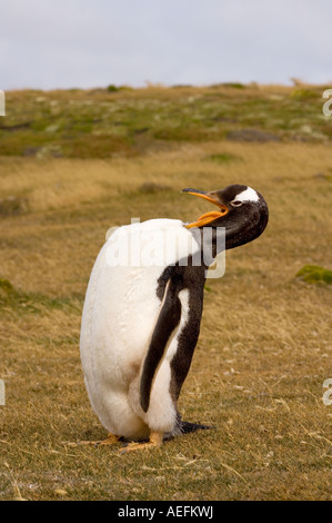 Gentoo penguin Pygoscelis papua toelettatura stesso Beaver Island Isole Falkland Isole a sud dell'Oceano Atlantico Foto Stock