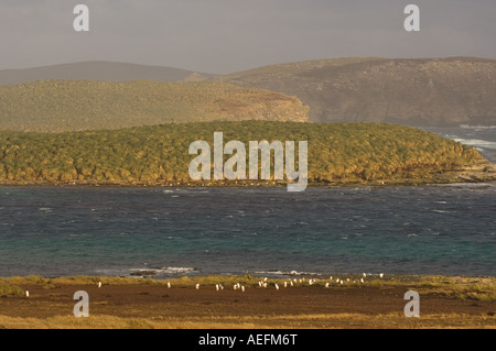 Pinguini papua Pygoscelis papua il Beaver Island Isole Falkland Isole a sud dell'Oceano Atlantico Foto Stock