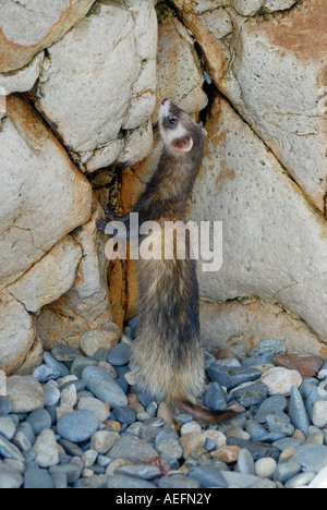 Un Europeo polecat Mustela putorius, noto anche come un furetto. Foto Stock