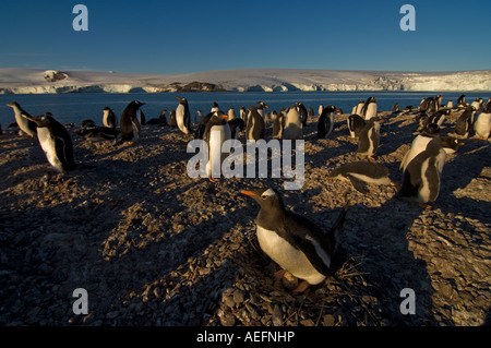 Gentoo penguin Pygoscelis papua seduta sulle uova a sud le isole Shetland Antartide Oceano Meridionale Foto Stock