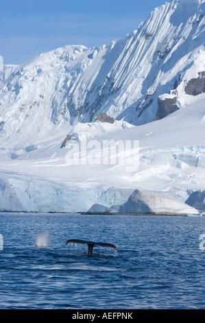 Humpback Whale Megaptera novaeangliae coppia alimentare nelle acque a ovest della penisola Antartica Foto Stock
