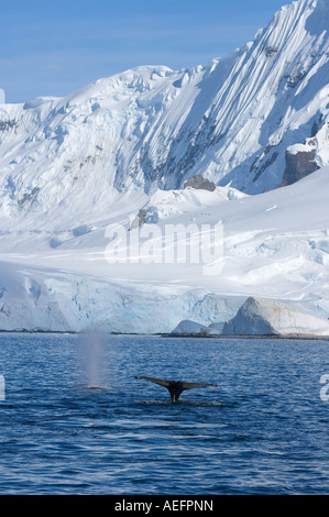 Humpback Whale Megaptera novaeangliae coppia alimentare nelle acque a ovest della penisola Antartica Foto Stock