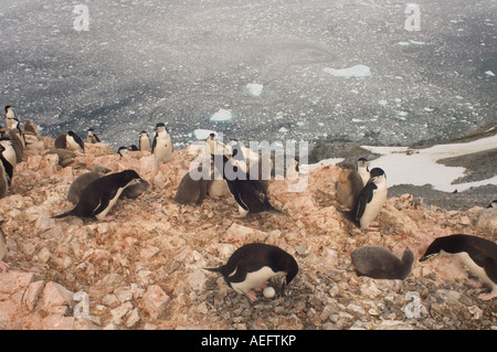 Pinguini chinstrap Pygoscelis Antartide colony lungo la western Penisola Antartica Antartide Oceano Meridionale Foto Stock