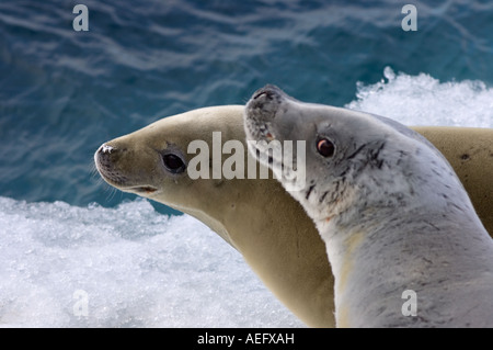 Le guarnizioni crabeater Lobodon carcinophaga appoggiato su una pentola di acqua salata del mare di ghiaccio a ovest Penisola Antartica Foto Stock