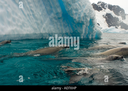 Le guarnizioni crabeater Lobodon carcinophaga alimentazione su una scuola di krill nelle acque a ovest della penisola Antartica Foto Stock