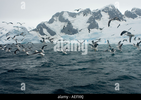 Le guarnizioni crabeater Lobodon carcinophaga e gabbiani alimentazione su una scuola di krill nelle acque al largo della western Antartico Foto Stock