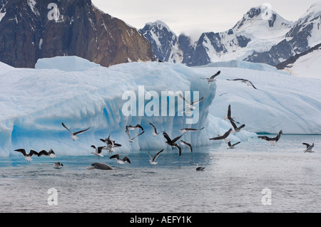 Le guarnizioni crabeater Lobodon carcinophaga e gabbiani alimentazione su una scuola di krill nelle acque al largo della western Antartico Foto Stock