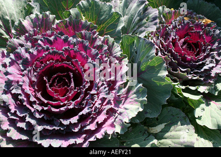 Fiore decorativo cavolo a Buga Horticultural show 2005 Monaco di Baviera Baviera Germania Foto Stock