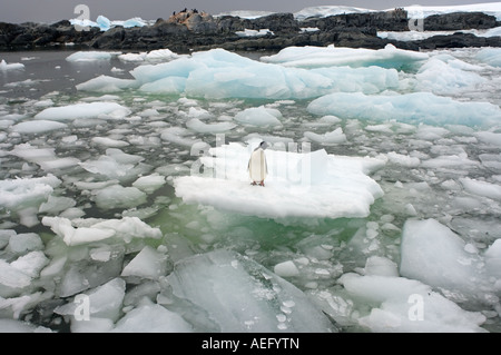 Adelie penguin Pygoscelis adeliae sul ghiaccio del ghiacciaio lungo la western Penisola Antartica Antartide Oceano Meridionale Foto Stock