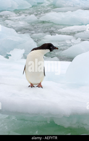 Adelie penguin Pygoscelis adeliae sul ghiaccio del ghiacciaio lungo la western Penisola Antartica Antartide Oceano Meridionale Foto Stock