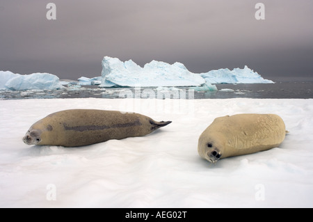 Le guarnizioni crabeater Lobodon carcinophaga appoggiato su una pentola di acqua salata del mare di ghiaccio a ovest Penisola Antartica Foto Stock