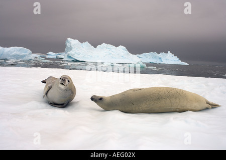 Le guarnizioni crabeater Lobodon carcinophaga appoggiato su una pentola di acqua salata del mare di ghiaccio a ovest Penisola Antartica Foto Stock