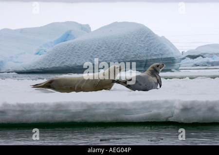 Le guarnizioni crabeater Lobodon carcinophaga appoggiato su una pentola di acqua salata del mare di ghiaccio a ovest Penisola Antartica Foto Stock