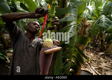 Fresare uomo frutta extra da giovane banana mazzetto su plantation in Ghana Africa occidentale Foto Stock