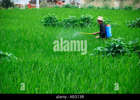 Un coltivatore di riso spruzzatura in campi di riso in un piccolo villaggio nello Hunan, Cina Foto Stock