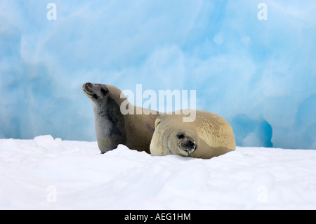 Guarnizione crabeater Lobodon carcinophaga appoggiato su una pentola di acqua salata del mare di ghiaccio a ovest Penisola Antartica Foto Stock