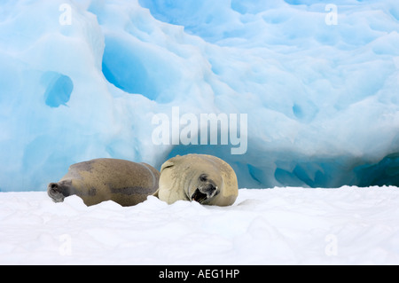 Guarnizione crabeater Lobodon carcinophaga appoggiato su una pentola di acqua salata del mare di ghiaccio a ovest Penisola Antartica Foto Stock