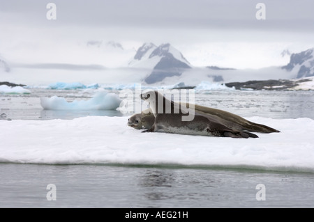 Guarnizione crabeater Lobodon carcinophaga appoggiato su una pentola di acqua salata del mare di ghiaccio a ovest Penisola Antartica Foto Stock